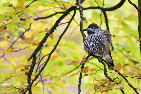 Nutcracker - Tannenhäher - Nucifraga caryocatactes ssp. caryocatactes, Germany, adult