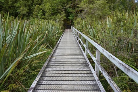 A boardwalk stretches over green, dense vegetation in the forest, summer, Lake Matheson, Fox