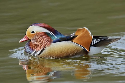 Mandarin duck (Aix galericulata), swimming male, North Rhine-Westphalia, Germany, originally native