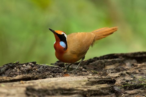 Rail-babbler (Eupetes macrocerus), Pahang, Malaysia