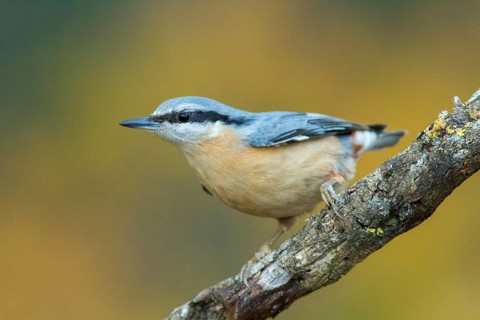 Eurasian Nuthatch (Sitta europaea), perched on a tree, Castilla Leon, Spain