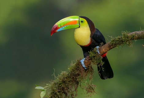 Keel-billed Toucan (Ramphastos sulfuratus) - at Laguna Lagarto Lodge near Boca Tapada, Costa Rica