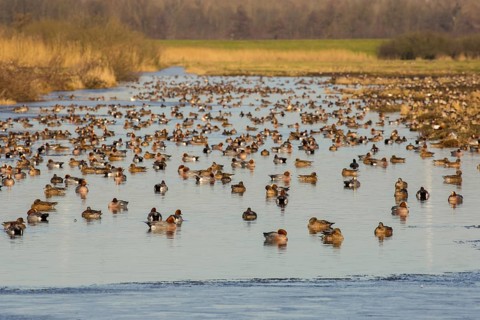 Eurasian Wigeon (Mareca penelope) group, Netherlands