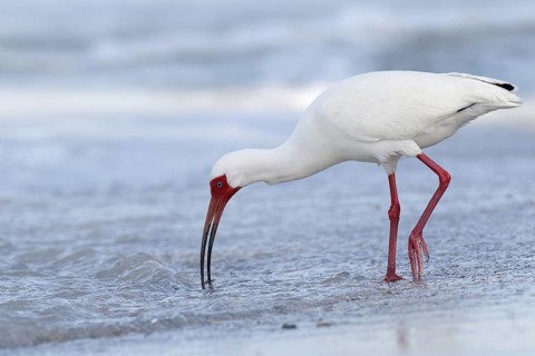 American White Ibis (Eudocimus albus), Florida, USA
