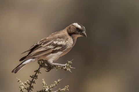 White-browed Sparrow-Weaver (Plocepasser mahali), Northern Cape, South Africa