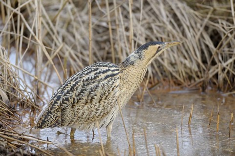 Rohrdommel (Botaurus stellaris), Bittern, Altvogel im Winter, bei der Jagd im flachen Wasser,