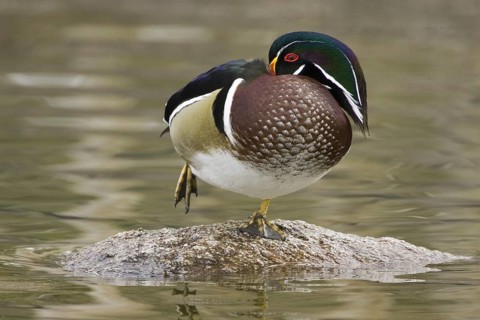 Wood Duck (Aix sponsa) male, New Mexico, USA