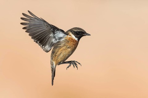 European Stonechat (Saxicola rubicola) male flying, Eilat, Israel