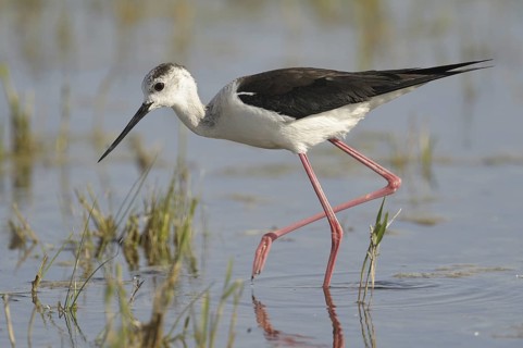 Black-winged Stilt (Himantopus himantopus), Austria