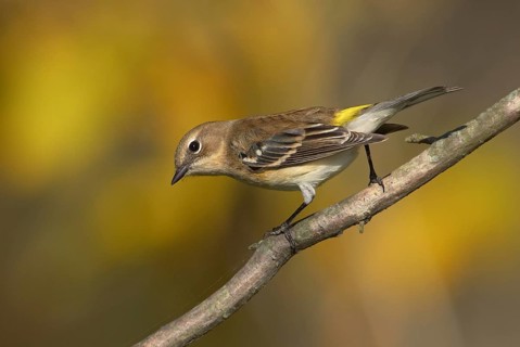 Myrtle Warbler (Setophaga coronata coronata) female, Ohio, USA