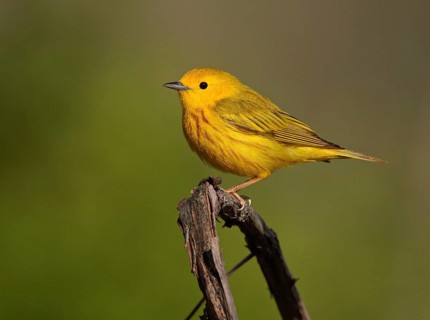 American Yellow Warbler (Setophaga aestiva) male, Ohio, USA