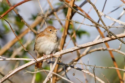 Common Nightingale (Luscinia megarhynchos), Baden-Wuerttemberg, Germany