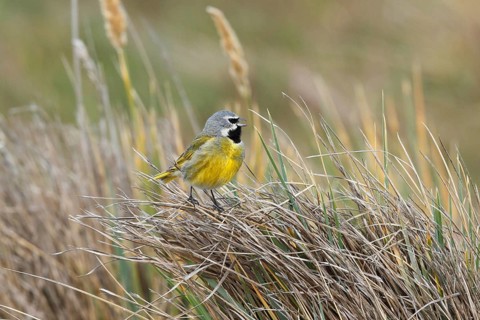 White-bridled Finch (Melanodera melanodera) male singing, Falkland Islands