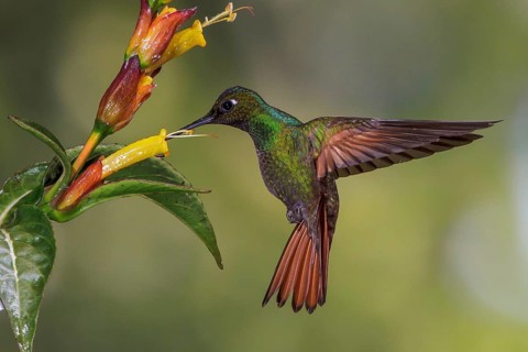 Brazilian Ruby (Clytolaema rubricauda) flying and feeding at a flower in the Atlantic rainforest of