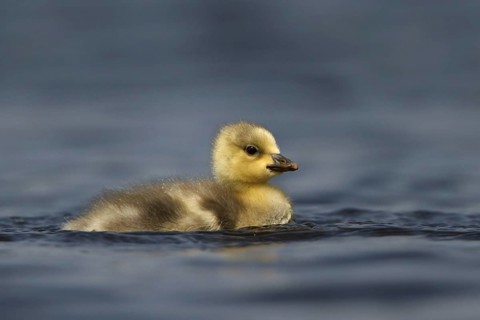 Bar-headed Goose (Anser indicus) juvenile, Utrecht, Netherlands