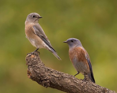 Western Bluebird (Sialia mexicana) pair, Oregon, USA