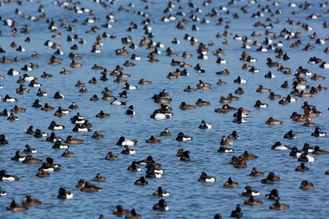 Greater Scaup & Tufted Duck (Aythya marila & Aythya fuligula) huge group on a lake,