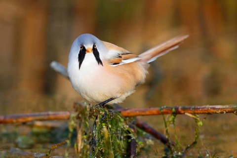 Bearded Reedling (Panurus biarmicus) male foraging in reedbed, Mecklenburg-Western, Pomerania,