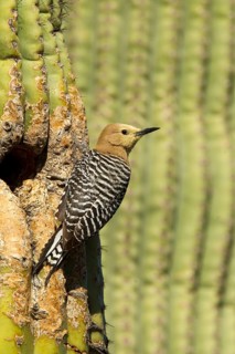 Gila Woodpecker Melanerpes uropygialis Tucson, Pima County, Arizona, United States 11 May Adult