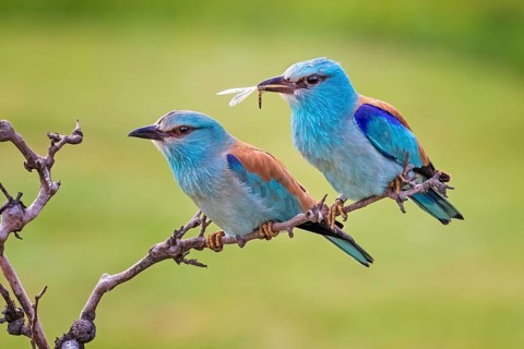 European Roller (Coracias garrulus) pair, Hungary