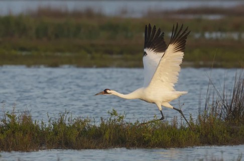Whooping Crane (Grus americana) taking flight, Texas, USA