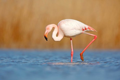 Beautiful pink bir in the water. Greater Flamingo, Phoenicopterus ruber, Nice pink big bird, head