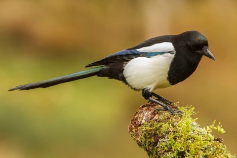 Eurasian magpie (Pica pica), perched on a branch, Castile and Leon, Spain