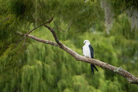 Swallow-tailed Kite (Elanoides forficatus), Florida, USA