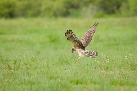 Montagu´s Harrier (Circus pygargus), adult female hunting, Galicia, Spain