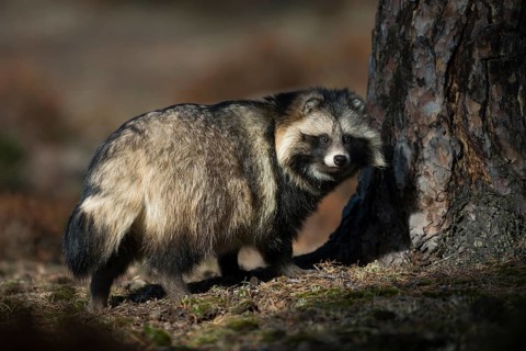 Raccoon dog (Nyctereutes procyonoides) adult in autumn forest, Bavaria, Germany