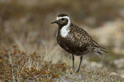 American Golden Plover (Pluvialis dominica), Manitoba, Canada