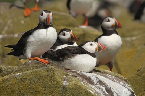 Atlantic Puffin (Fratercula arctica), Farne Islands, United Kingdom