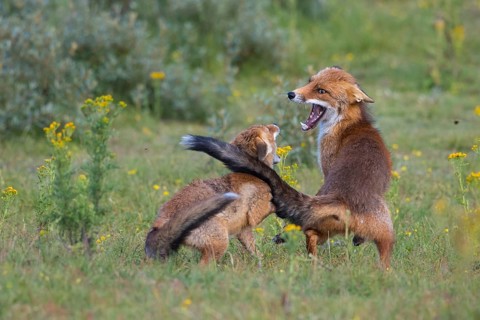 Red Fox (Vulpes vulpes) mother and cub jumping and playing in grassland, Netherlands