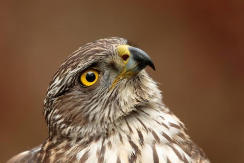 Northern Goshawk (Accipiter gentilis) juvenile, Utrecht, Netherlands