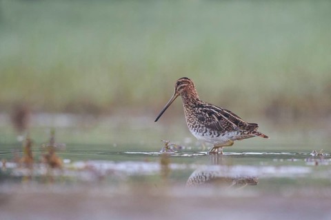 Common Snipe (Gallinago gallinago) foraging, North Rhine-Westphalia, Germany