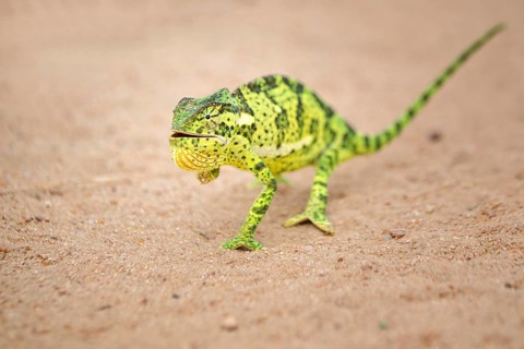 Flap-necked Chameleon (Chamaeleo dilepis) walking on sand, Sabi Sands, South Africa