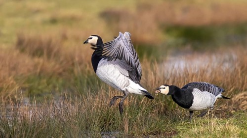 Barnacle Goose (Branta leucopsis) fighting, Netherlands