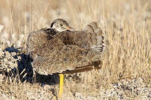 Northern Black Korhaan (Afrotis afraoides) female, Etosha, Namibia