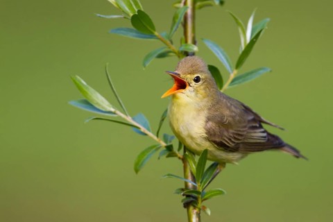 Icterine Warbler (Hippolais icterina) singing, Baden-Wuerttemberg, Germany