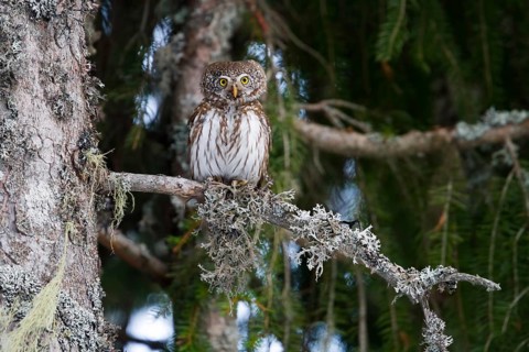 Eurasian Pygmy Owl (Glaucidium passerinum) female, Baden-Wuerttemberg, Germany