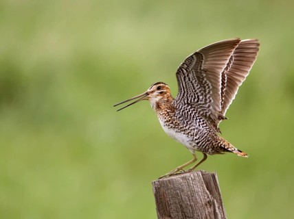 Wilson's Snipe (Gallinago delicata) calling from post, Saskatchewan, Canada