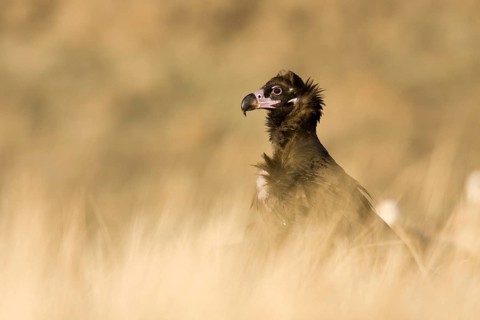 Cinereous Vulture (Aegypius monachus), Castile-La Mancha, Spain