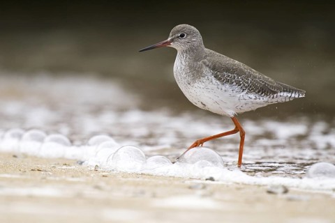 Common Redshank (Tringa totanus), Asturias, Spain
