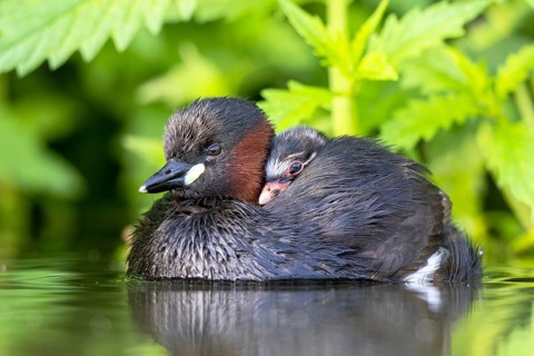 Little Grebe (Tachybaptus ruficollis) adult with chick, North Rhine-Westphalia, Germany