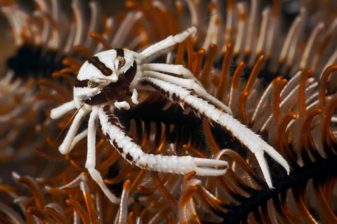 Federstern-Springkrebs, Allogalathea elegans Elegant Squat Lobster, Allogalathea elegans