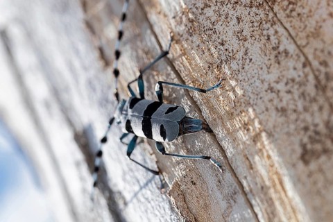 Rosalia Longicorn (Rosalia alpina) close-up on tree trunk, Bavaria, Germany