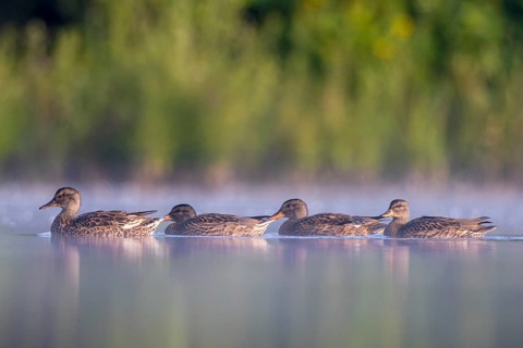Gadwall (Mareca strepera) group, North Rhine-Westphalia, Germany