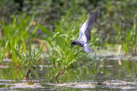 Black Tern (Chlidonias niger) flying, Netherlands