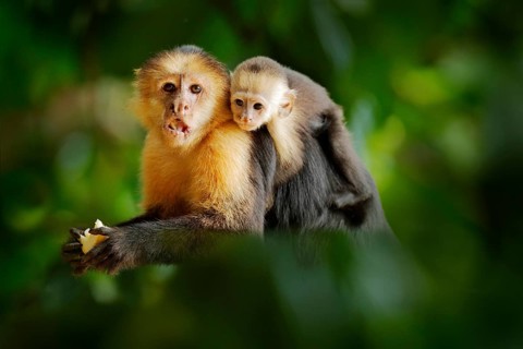 Monkey with young. Black monkey hidden in the tree branch in the dark tropical forest. White-headed
