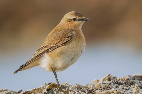 Steinschmätzer, Oenanthe oenanthe Northern Wheatear, Oenanthe oenanthe